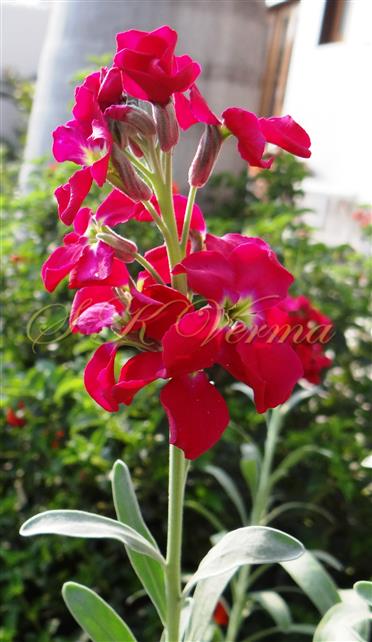  Inflorescence